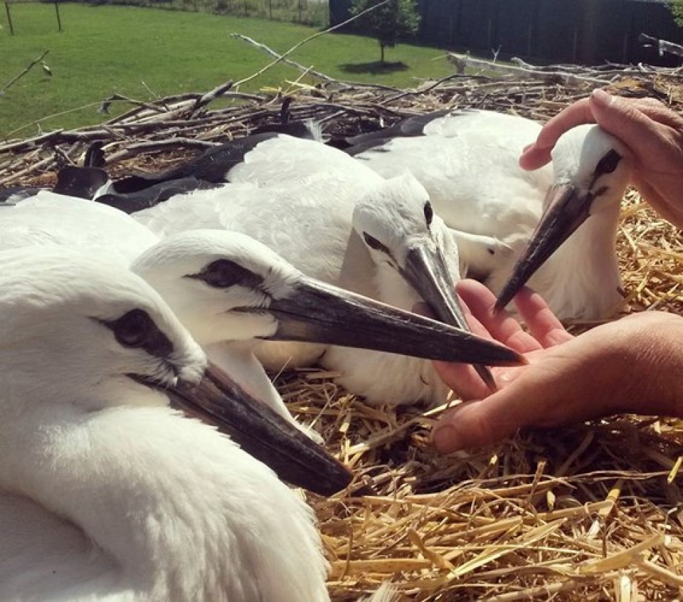 chuyen tinh cua co co khuyet tat khien nhieu trai tim tan chay