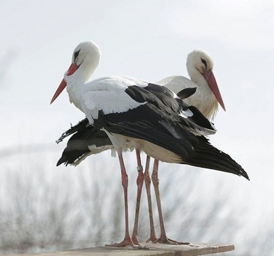 chuyen tinh cua co co khuyet tat khien nhieu trai tim tan chay