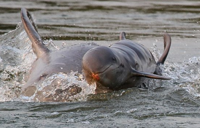 Cá heo Irrawaddy ở Campuchia "thoát" nguy cơ tuyệt chủng