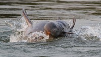 Cá heo Irrawaddy ở Campuchia 