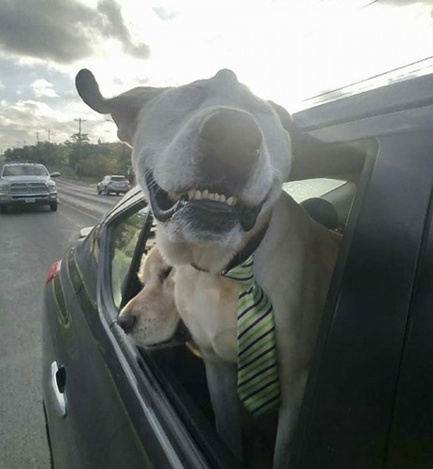 hanh trinh di tim mai am cua chu cho co khuon mat xau xi nhat the gioi