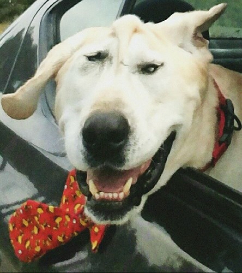 hanh trinh di tim mai am cua chu cho co khuon mat xau xi nhat the gioi