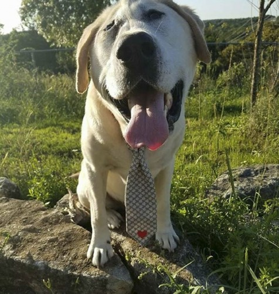 hanh trinh di tim mai am cua chu cho co khuon mat xau xi nhat the gioi