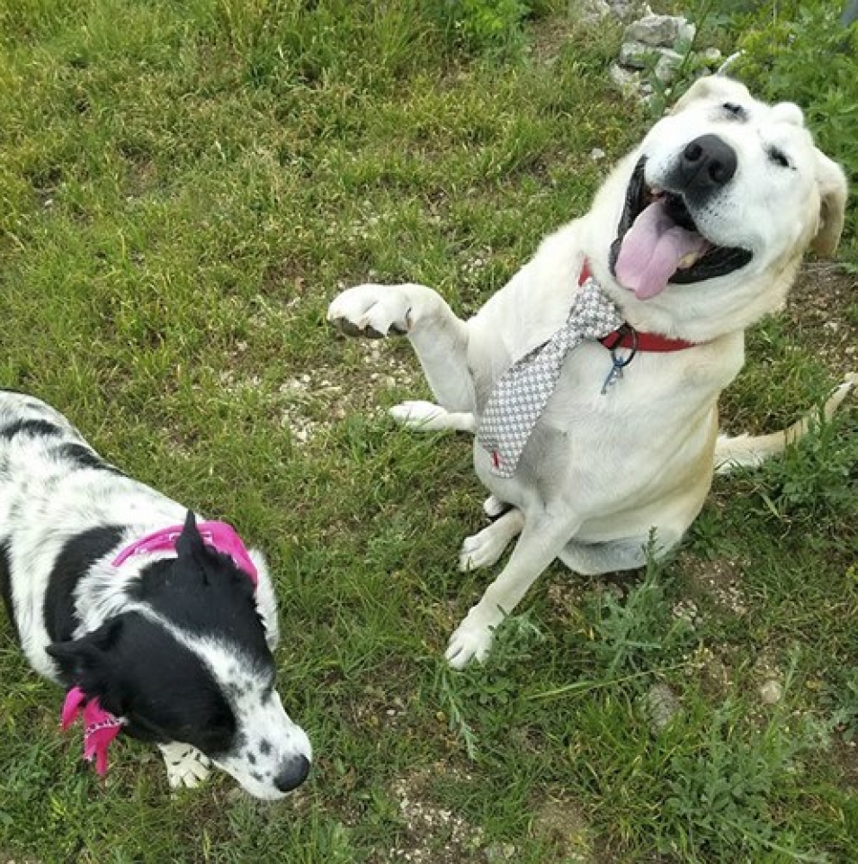 hanh trinh di tim mai am cua chu cho co khuon mat xau xi nhat the gioi