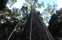 Phát hiện cây cao nhất thế giới cao hơn chiều dài một sân bóng đá