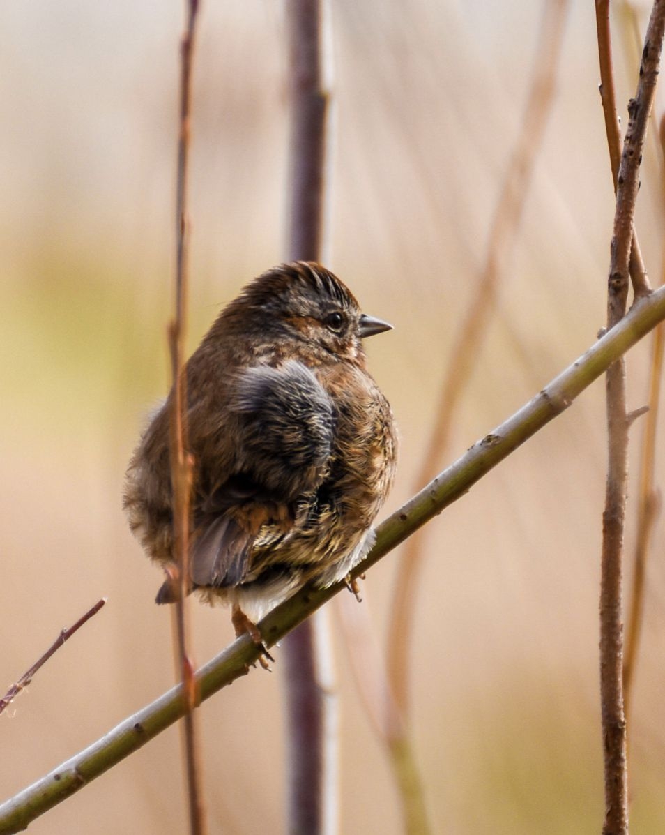 anh chup bang iphone 6 gianh giai nhat trong cuoc thi anh tai my