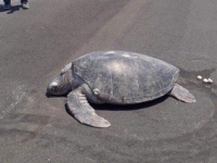 Maldives: Rùa hiếm đẻ trứng trên đường băng sân bay vì 