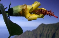 Hawaii: Thiết bị bay không người lái phát hiện loài hoa được cho đã tuyệt chủng