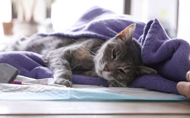 hong kong xac dinh 1 con meo duong tinh voi virus sars cov 2