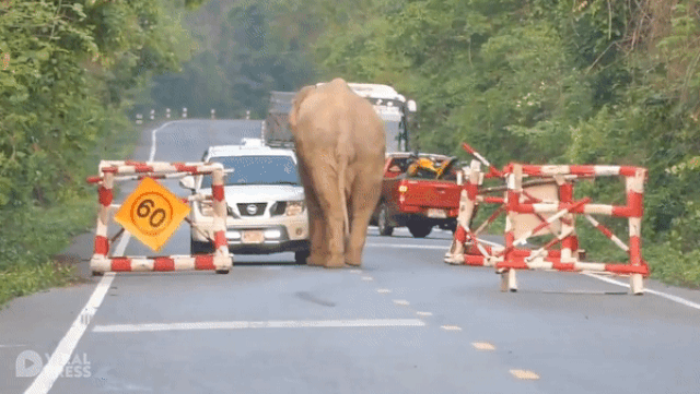 dai dich covid 19 voi doi chan dau xe de cuop do an