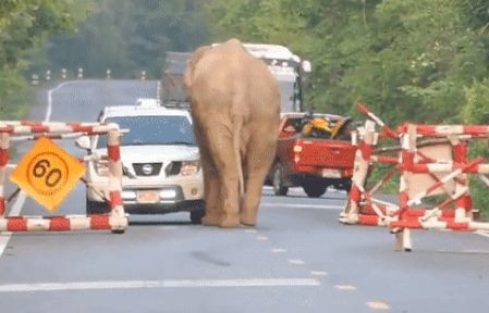 Đại dịch Covid-19: Voi đói chặn đầu xe để cướp đồ ăn