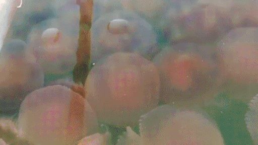 Philippines: Hàng nghìn con sứa hồng quý hiếm phủ kín bãi biển