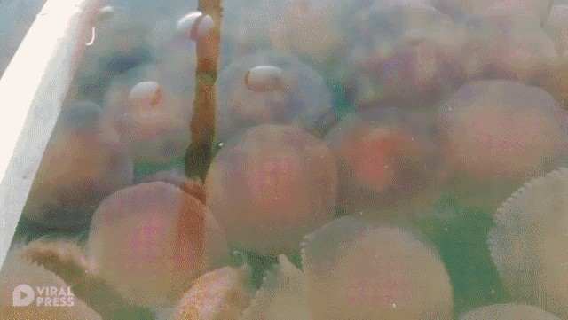 Philippines: Hàng nghìn con sứa hồng quý hiếm phủ kín bãi biển