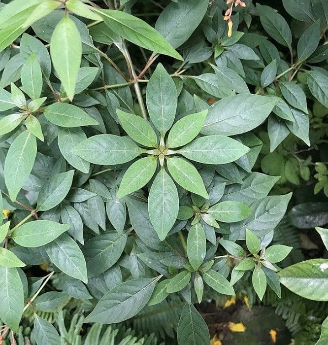 nhung hinh anh hoan hao den kho tin trong cuoc song