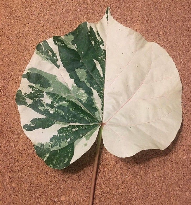 nhung hinh anh hoan hao den kho tin trong cuoc song