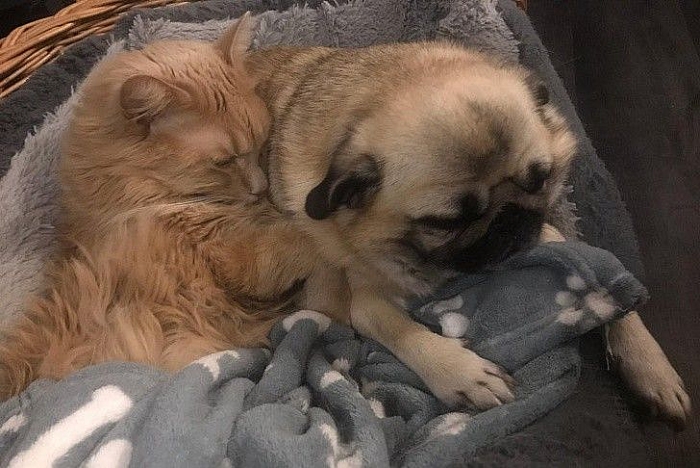 tan chay voi nhung khoanh khac tinh cam than thiet cua cho va meo