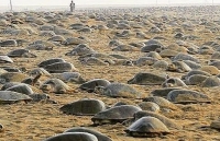 Dịch Covid-19: Rùa biển đua nhau lên bờ đẻ 60 triệu quả trứng