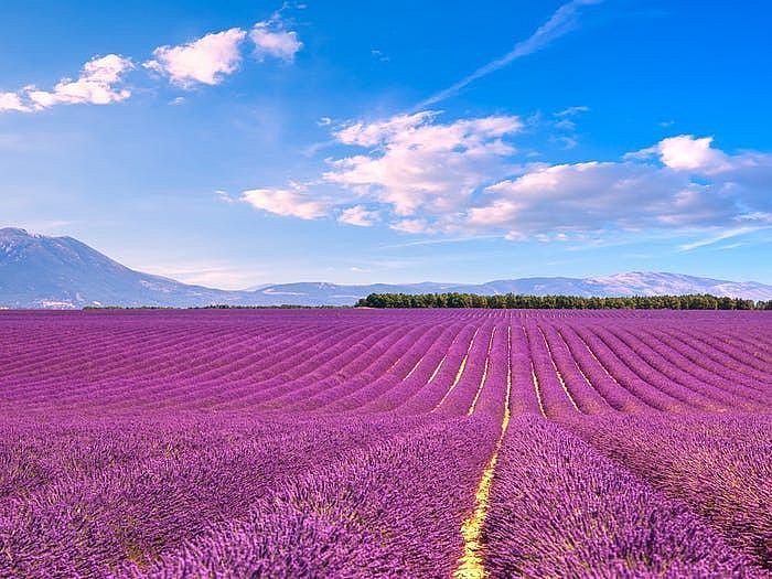 cung chiem nguong ve long lay cua nhung canh dong hoa dep nhat the gioi