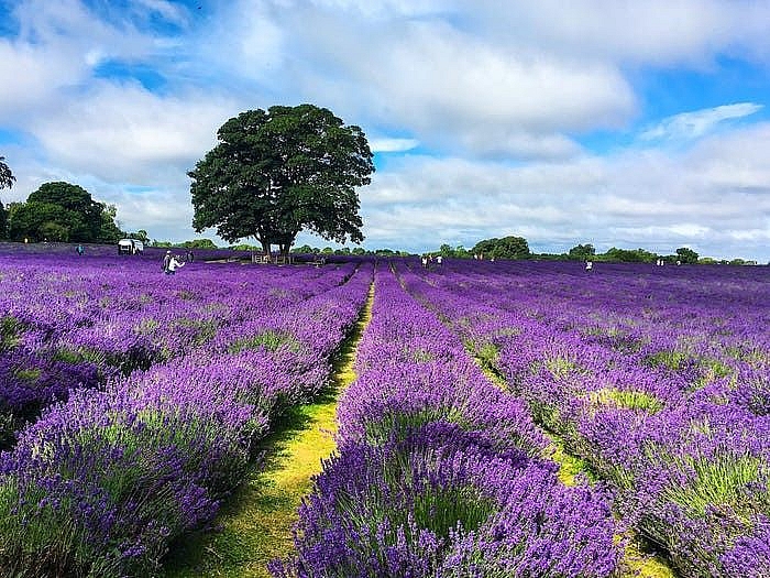 cung chiem nguong ve long lay cua nhung canh dong hoa dep nhat the gioi