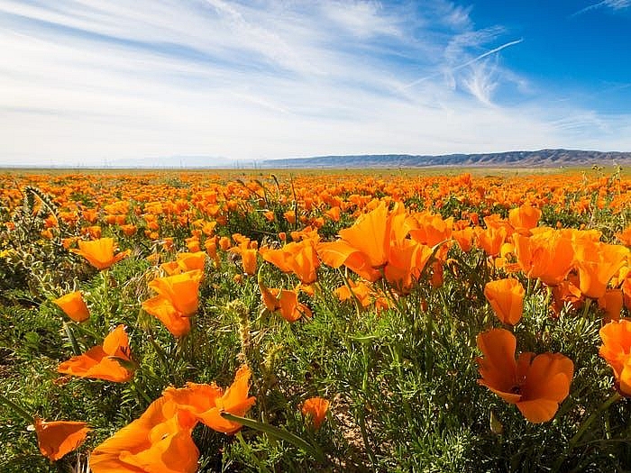 cung chiem nguong ve long lay cua nhung canh dong hoa dep nhat the gioi