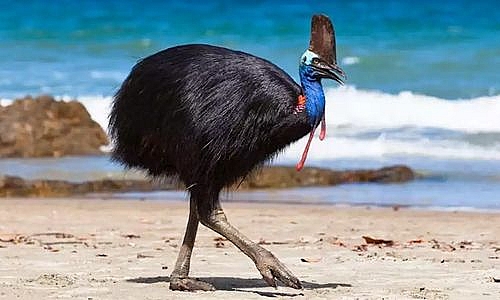 'Choáng' với cú đá của loài chim nguy hiểm nhất thế giới loai chim nhu do vat nguy hiem nhat the gioi