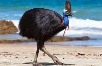 'Choáng' với cú đá của loài chim nguy hiểm nhất thế giới