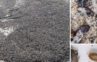 Bí ẩn hàng triệu con bọ phủ kín bãi biển nước Anh