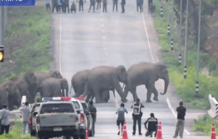 Ấn tượng clip đàn voi 50 con sang đường, cảnh sát chặn xe, cao tốc dừng hoạt động