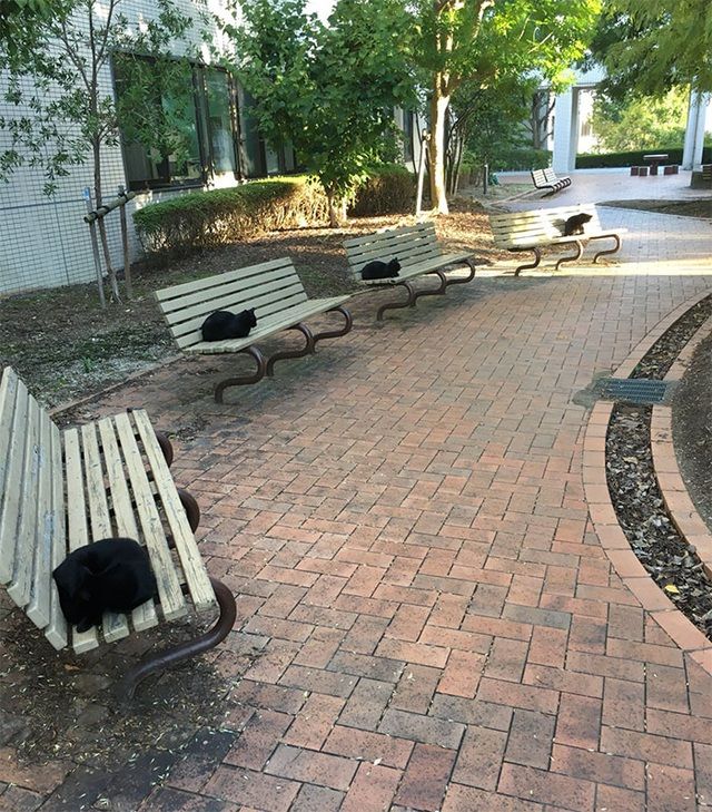 chum anh vui loai vat cung biet tuan thu gian cach xa hoi