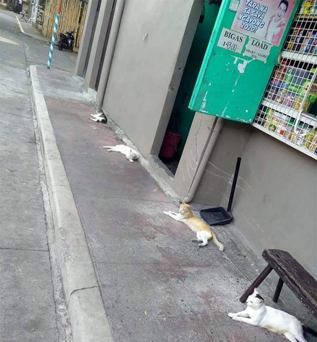 chum anh vui loai vat cung biet tuan thu gian cach xa hoi