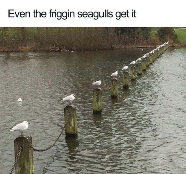 chum anh vui loai vat cung biet tuan thu gian cach xa hoi