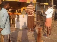 Chùm ảnh vui: Loài vật cũng biết tuân thủ 'giãn cách xã hội'