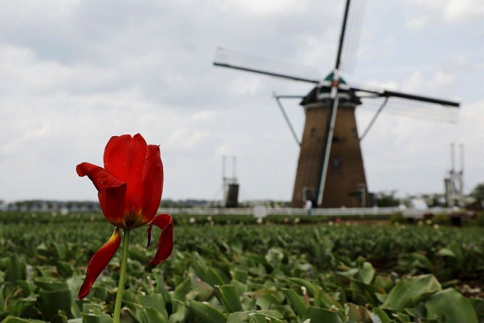 dich covid 19 cat bo 100000 bong hoa nham tranh nguoi toi ngam qua dong