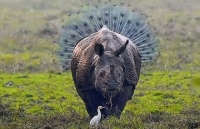 anh an tuong tuan 1 76 bieu tinh cuong no o my nam dam cua ong tump va noi dau covid 19 o brazil