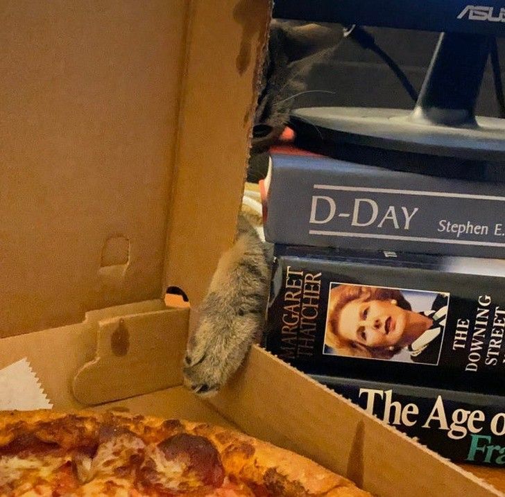 nhung hanh dong dang yeu cua thu cung khien ban tan chay