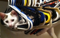 Những hành động đáng yêu của thú cưng khiến bạn 'tan chảy'