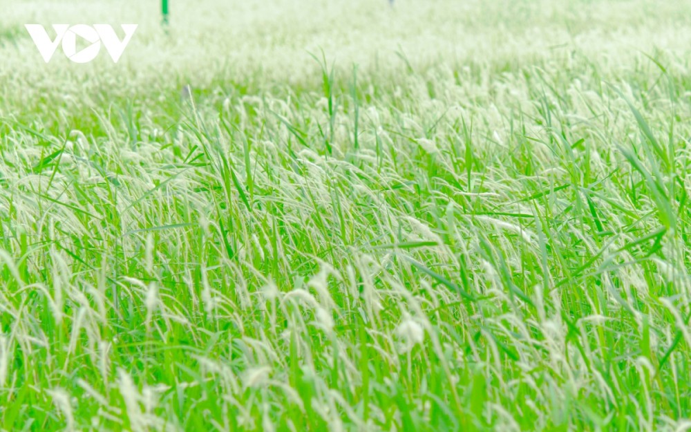 Ngắm sắc trắng tinh khôi của bãi cỏ lau Hà Nội