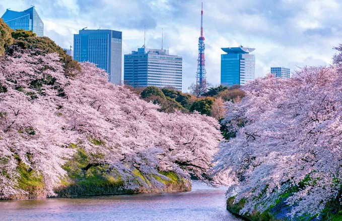 Nhật Bản: Hoa anh đào nở sớm sau hơn 1.200 năm