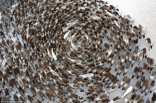 Hàng trăm con tuần lộc tạo thành 'vòng xoáy khổng lồ' thực chất là cách tự vệ hữu hiệu