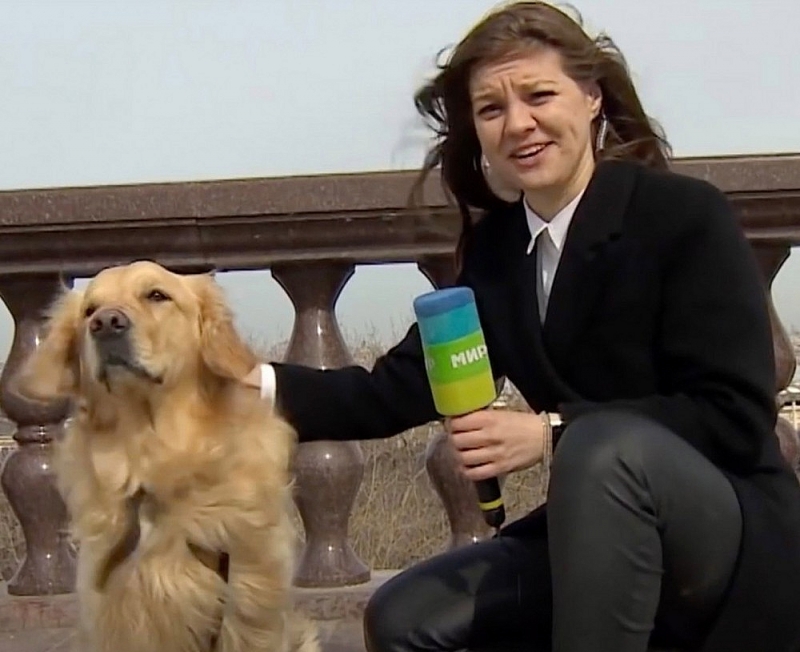 Nga: Chú chó 'cướp' micro của phóng viên trên bản tin truyền hình trực tiếp