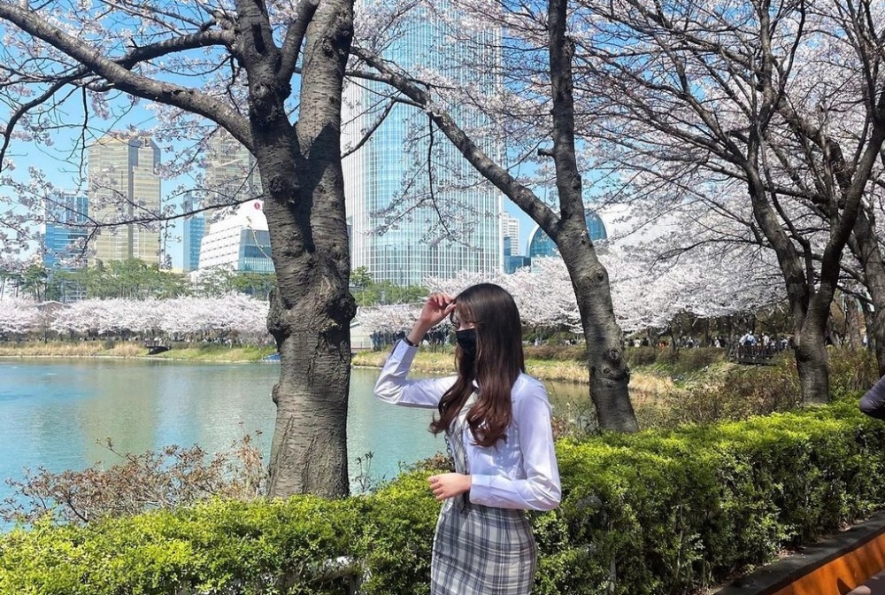 Hàn Quốc: 'Sợi dây chuyền khổng lồ' kết bằng hoa anh đào ở Seoul