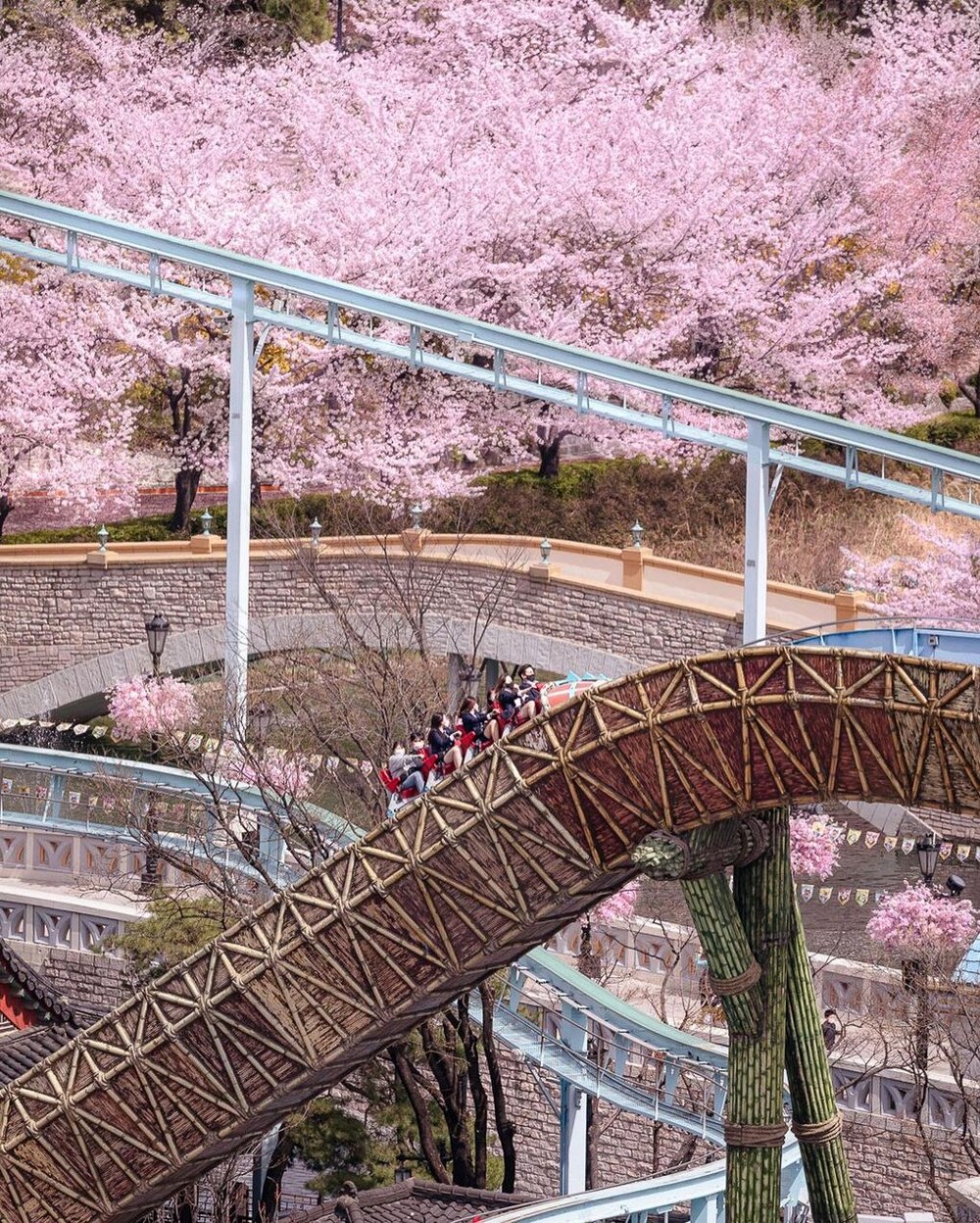 Hàn Quốc: 'Sợi dây chuyền khổng lồ' kết bằng hoa anh đào ở Seoul