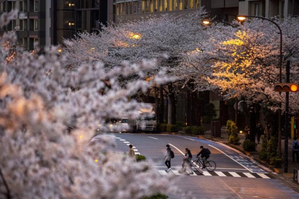 Năm nay, nhiều nơi ở Nhật Bản chứng kiến hoa anh đào nở sớm bất thường. Ở Kyoto, đây là lần hoa nở sớm nhất kể từ 812 trở lại đây. Nguyên nhân được cho là do hiện tượng Trái đất nóng lên. (Nguồn: AFP)