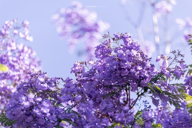 Đà Lạt mùa phượng tím, cảnh đẹp lãng mạn tựa cổ tích