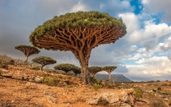 Chiêm ngưỡng vẻ đẹp siêu thực của những loài cây độc đáo trên thế giới