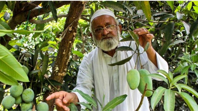 Cây xoài thần kỳ với 300 loại quả khác nhau gây ấn tượng với nhiều người khi đến đây. (Nguồn: Twitter) Cây xoài thần kỳ với 300 loại quả khác nhau gây ấn tượng với nhiều người khi đến đây. (Nguồn: Twitter)