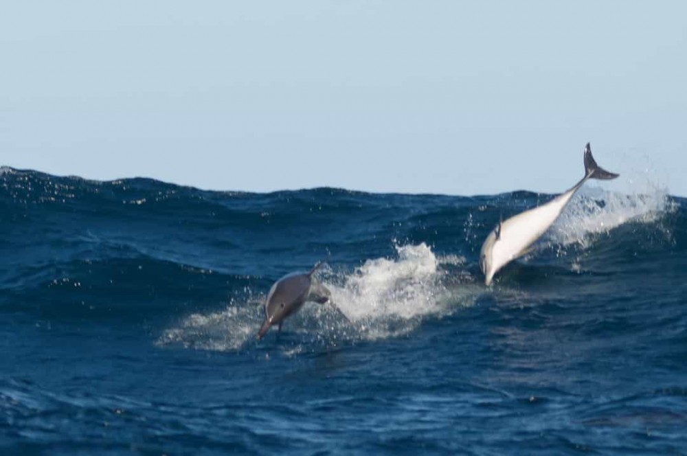 Những sự thật bất ngờ, thú vị về cá heo