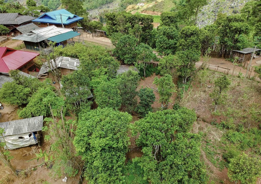 Rừng chè cổ thụ xã Sín Chải (huyện Tủa Chùa, tỉnh Điện Biên) hiện có gần 4.000 cây chè cổ thụ. (Trong ảnh: Rừng chè cổ thụ của gia định ông Hạng A Chư ở thôn Hấu Chua, xã Sín Chải).