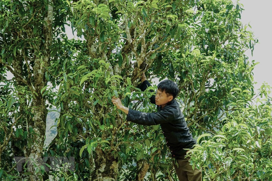 Ngắm rừng chè cổ thụ