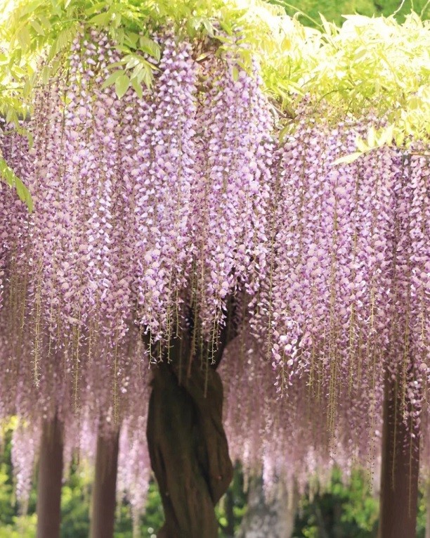 Mùa hoa anh đào vừa qua, lại đến thời điểm hoa tử đằng nở rộ khắp đảo Kyushu, đặc biệt là tỉnh Fukuoka - một trong những nơi trồng nhiều hoa tử đằng nhất đất nước mặt trời mọc. Trong đó, cây tử đằng hơn 300 tuổi, tên là Nakayama no Ofuji, được trồng trong đền Kumano, thành phố Yanagawa, là điểm đến nổi tiếng. Mỗi năm, cây thu hút hàng nghìn lượt du khách thưởng hoa vào mùa xuân. (Ảnh: Instagram mihomiho1006)